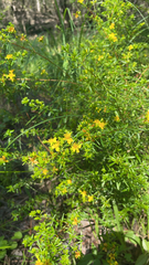 Hypericum fasciculatum