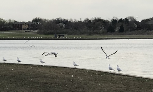 Ring-billed Gull photographed in Texas