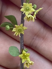 Colubrina viridis