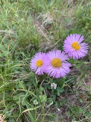 Erigeron caucasicus venustus