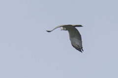 Spizaetus melanoleucus