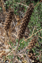 Teucrium lamiifolium