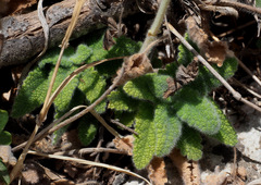 Teucrium lamiifolium