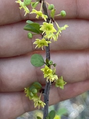 Colubrina viridis