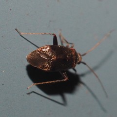Texocoris nigrellus