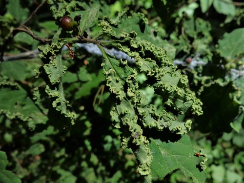 Aculus xylostei