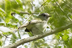 Myiopagis caniceps