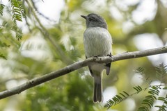 Myiopagis caniceps