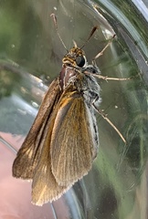 Euphyes bimacula