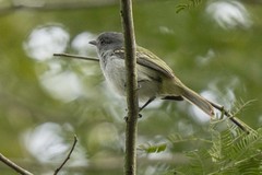 Myiopagis caniceps