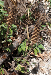 Teucrium lamiifolium