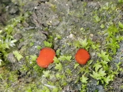 Scutellinia