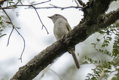 Myiopagis caniceps