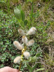 Salix eastwoodiae