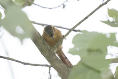 Anabacerthia lichtensteini