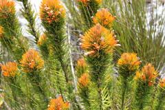 Retzia capensis