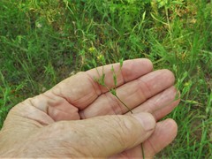 Hypericum gymnanthum