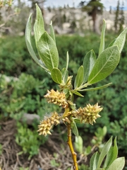 Salix eastwoodiae