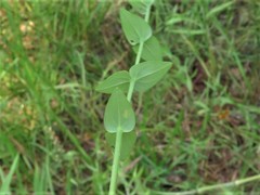 Hypericum gymnanthum