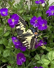 Papilio machaon britannicus