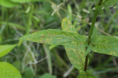 Pucciniastrum epilobii