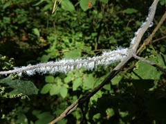 Prociphilus xylostei