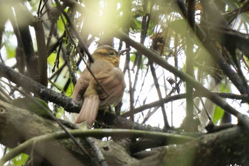 Ochre-breasted Foliage-gleaner (Anabacerthia lichtensteini), photo 6