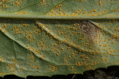 Pucciniastrum epilobii