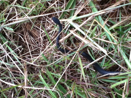 Red-lipped Snake
