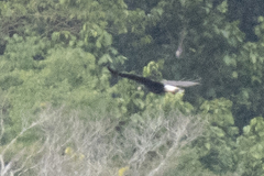 Buteogallus urubitinga