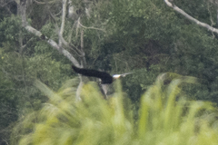 Buteogallus urubitinga