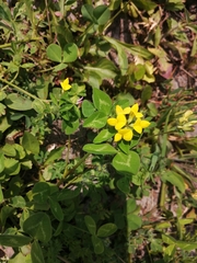 Lotus corniculatus