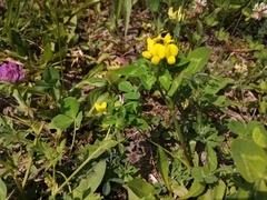Lotus corniculatus
