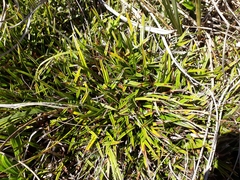 Astelia linearis