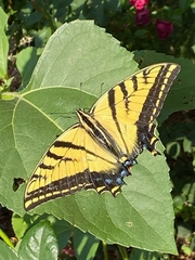 Papilio multicaudata