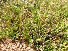 Oreobolus pectinatus