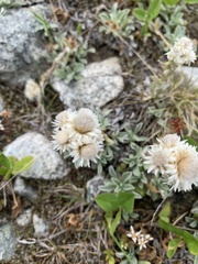 Antennaria caucasica