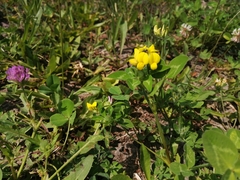 Lotus corniculatus