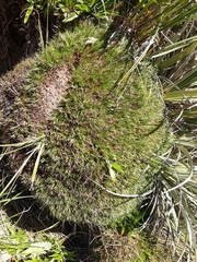 Oreobolus pectinatus