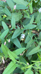 Convolvulus arvensis