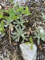 Antennaria caucasica