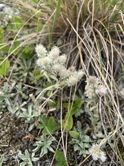 Antennaria caucasica