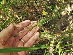 Hypoxis rigida