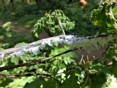 Prociphilus xylostei