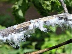 Prociphilus xylostei