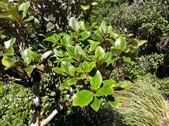 Brachyglottis elaeagnifolia