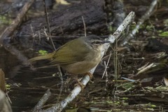 Myiothlypis rivularis