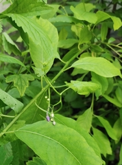 Solanum dulcamara