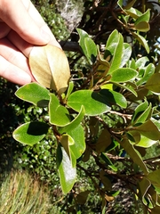 Brachyglottis elaeagnifolia