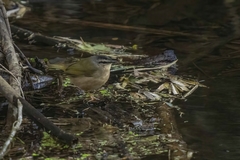 Myiothlypis rivularis